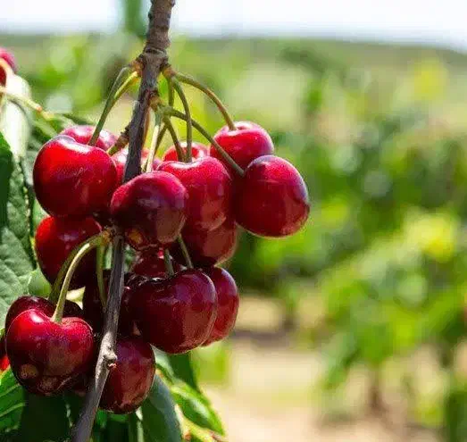 تولید و فروش نهال آلبالو گوشواره ای|خدمات باغبانی و درختکاری|شاهین دژ, |دیوار