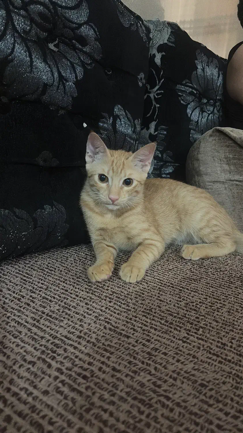 واگذاری گربه|گربه|برازجان, |دیوار