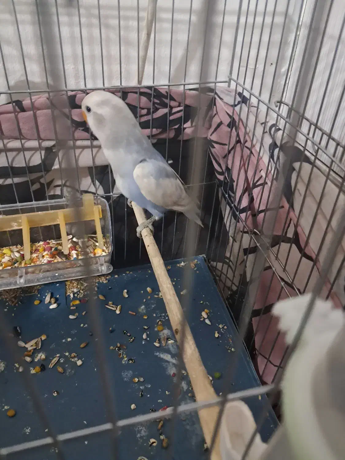 طوطی برزیلی دستی|پرنده|پاکدشت, پاکدشت (مامازند)|دیوار