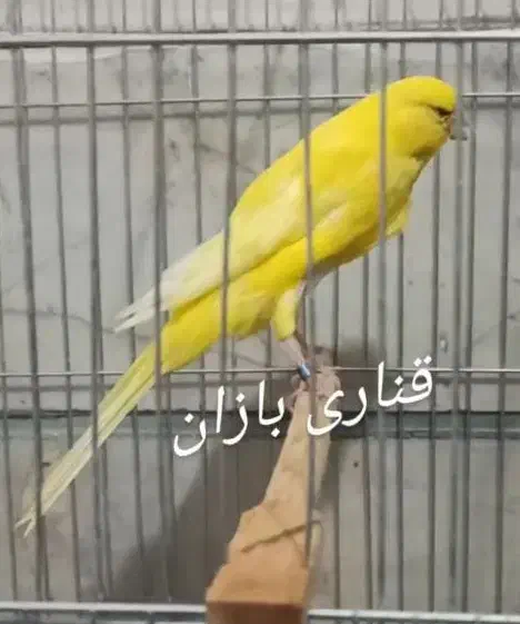 قناری رسمی بلند|پرنده|ری, اقدسیه|دیوار