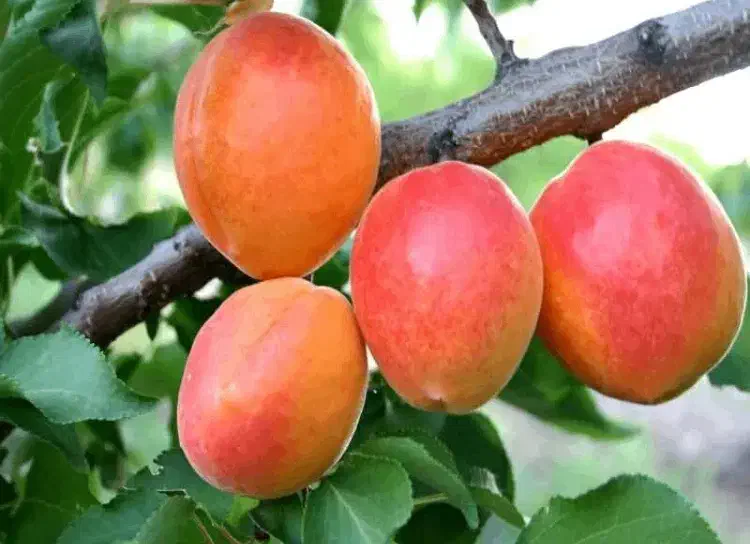 فروش نهال زردآلو کاستل بریت|خدمات باغبانی و درختکاری|مرند, |دیوار