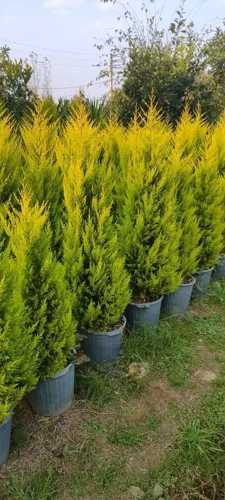 لاوسون ( کاج طلایی )|گل و گیاه طبیعی|شیرود, |دیوار