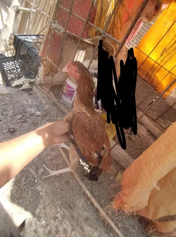 مرغ|حیوانات مزرعه|سراوان, |دیوار