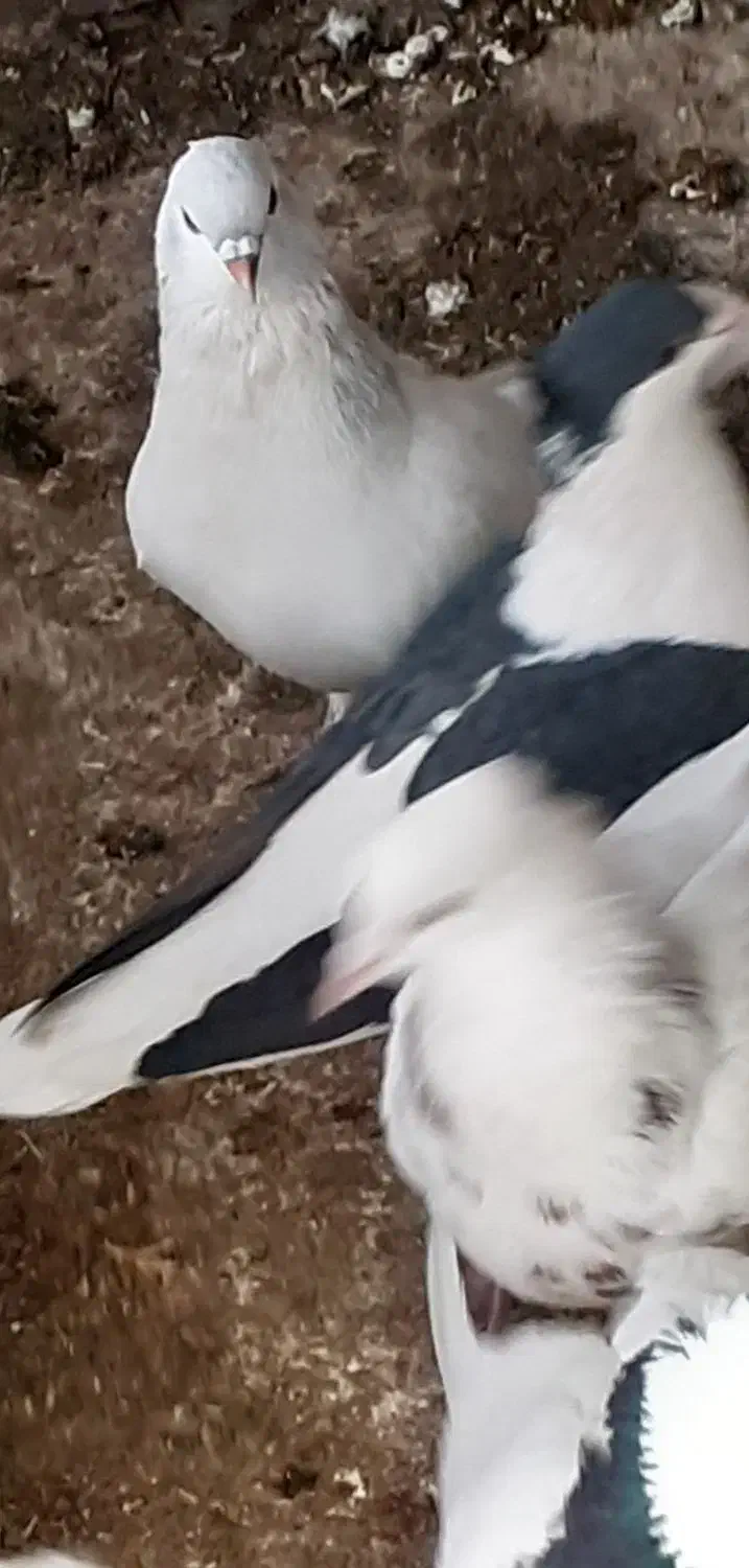 کبوتر|پرنده|مبارکه, |دیوار