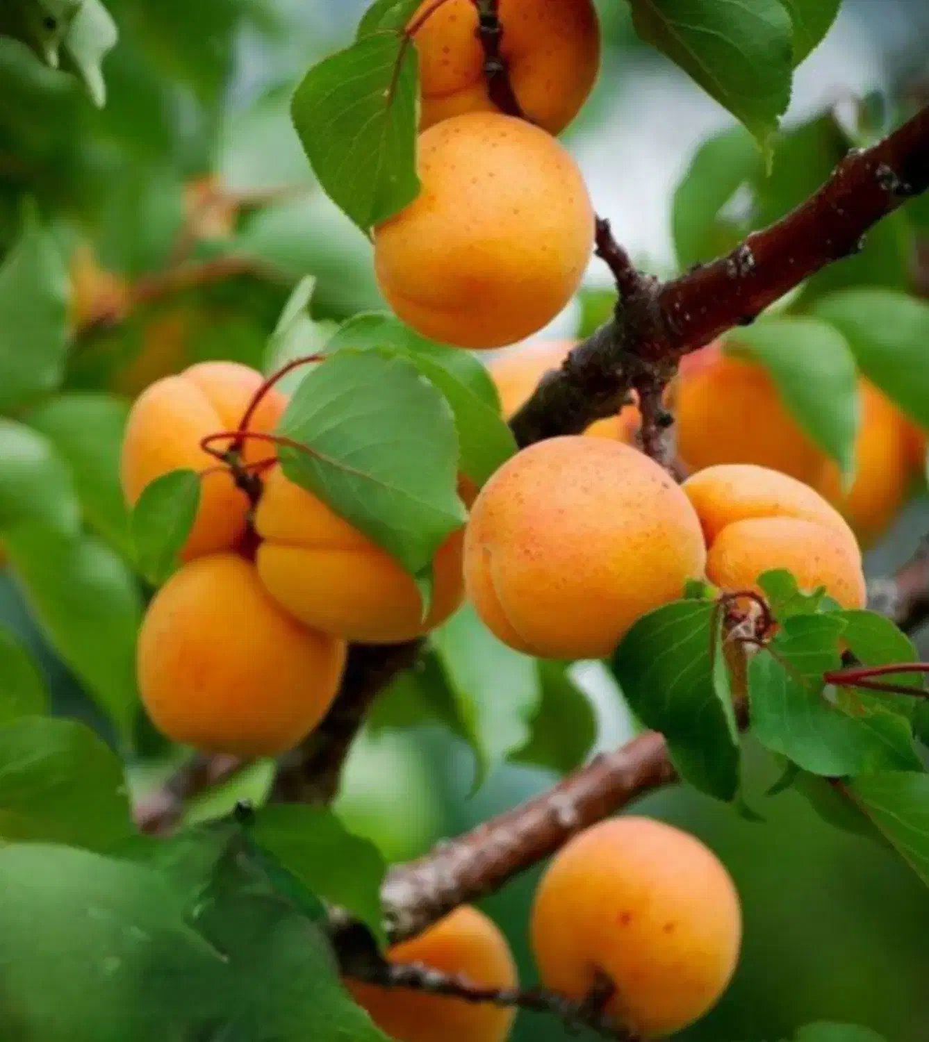 نهال زردآلو|گل و گیاه طبیعی|میانه, |دیوار