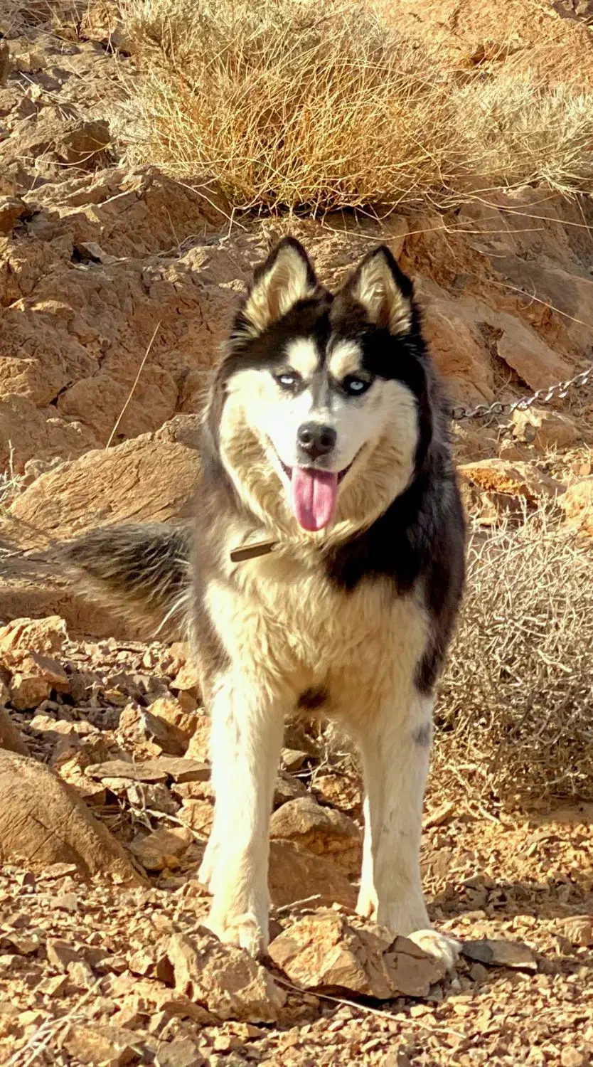 هاسکی سیبرین|سگ|ابرکوه, |دیوار