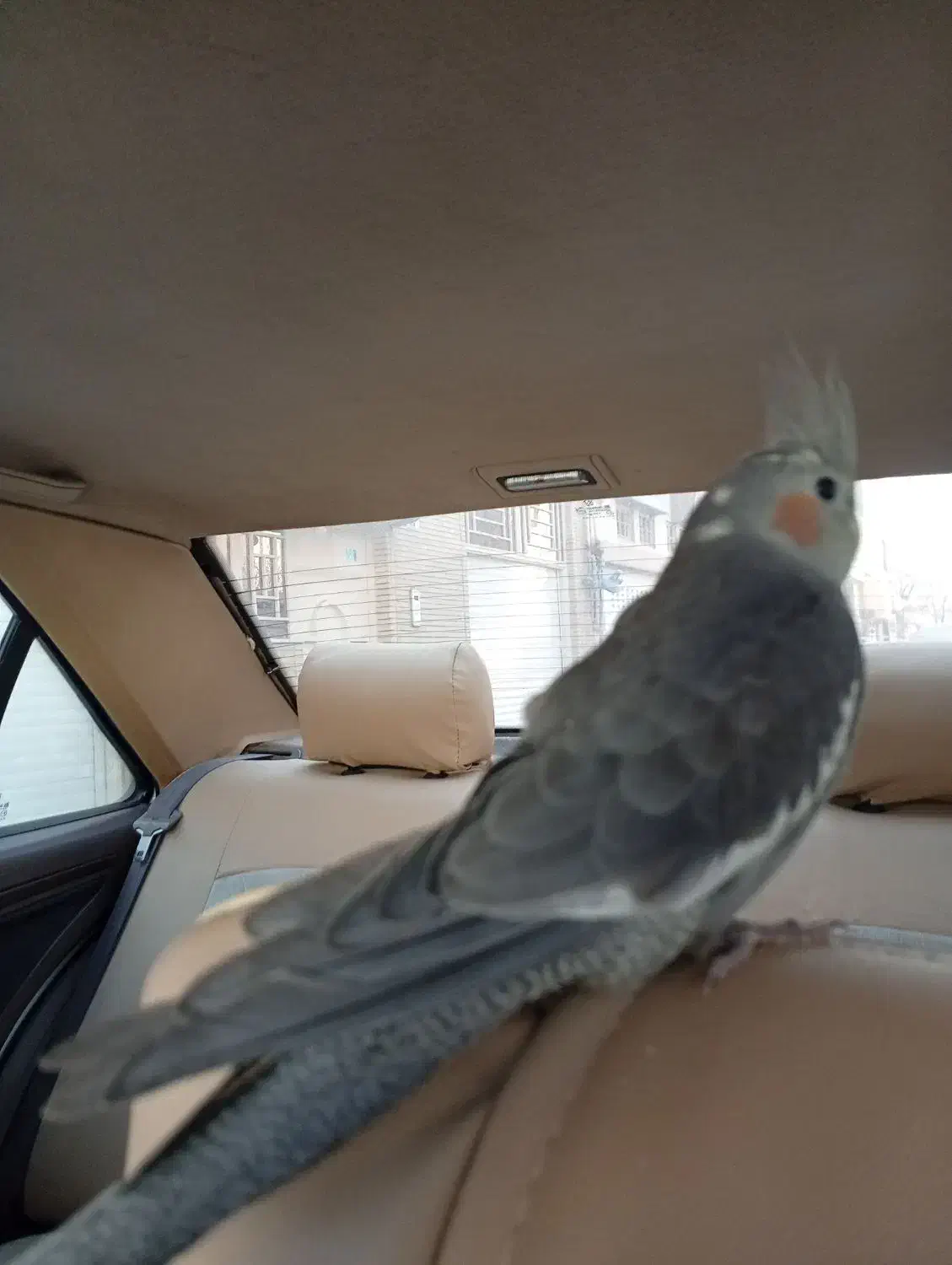 عروس هلندی|پرنده|شاهینشهر, عطار|دیوار