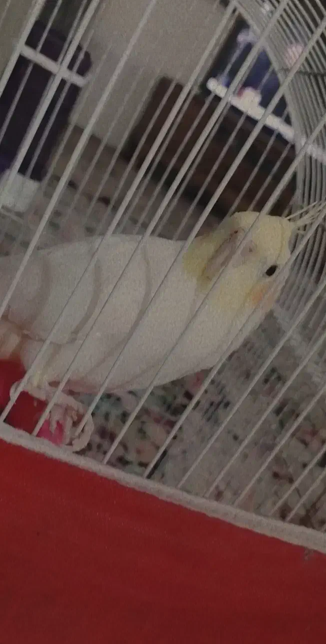 عروس هلندی لوتینو نر|پرنده|پاکدشت, پارچین|دیوار