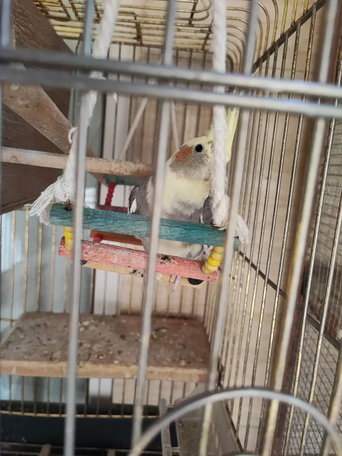 عروس هلندی نر|پرنده|اسلامشهر, شهرک مهدیه|دیوار