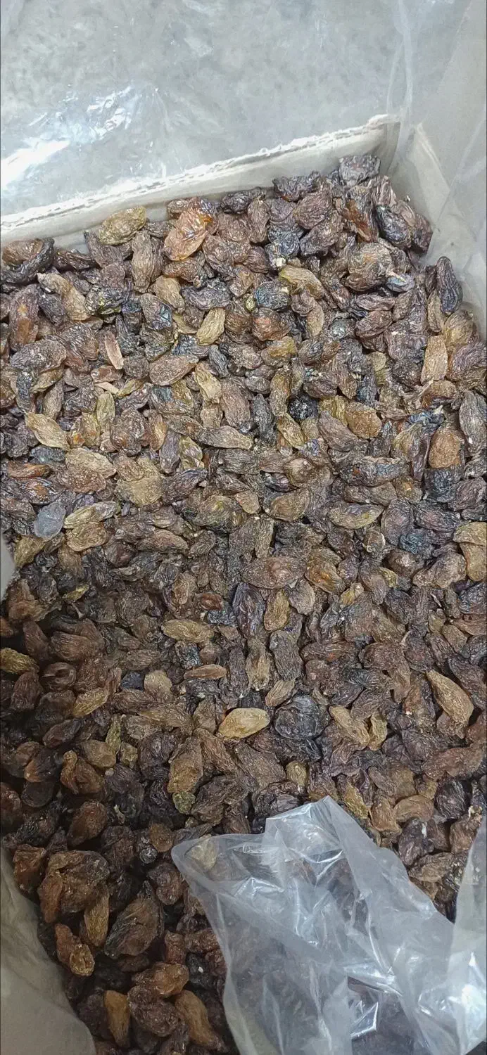 کشمش آفتابی آبگیری|خوردنی و آشامیدنی|ساوه, |دیوار