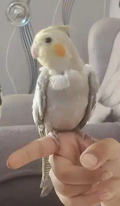 عروس هلندی گمشده|حیوانات|شیراز, شهرک مفتح|دیوار