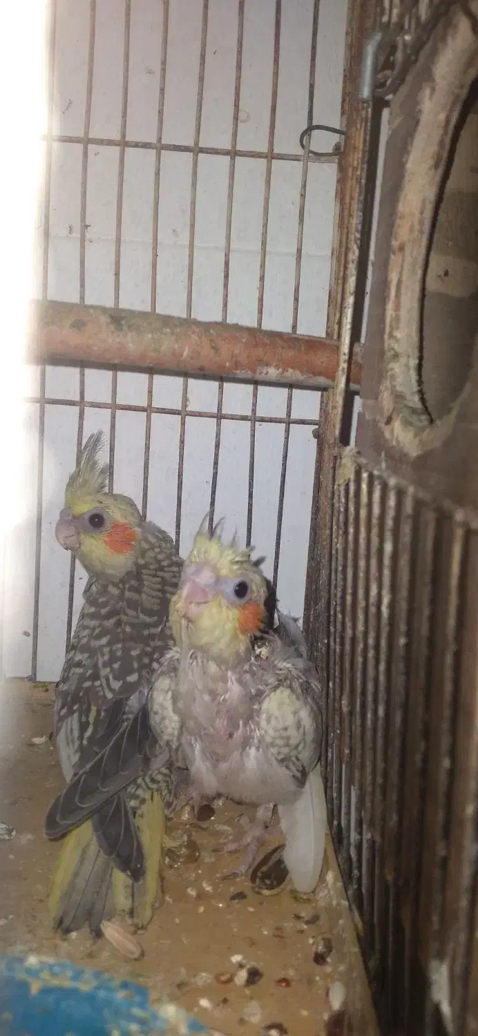 جوجه عروس هلندی|پرنده|بندرعباس, |دیوار