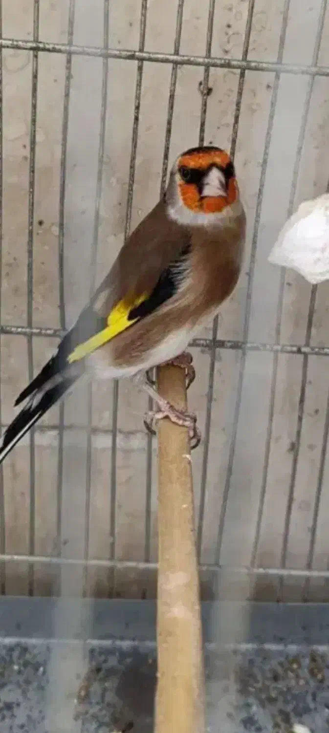 سهره نر|پرنده|ساوه, |دیوار