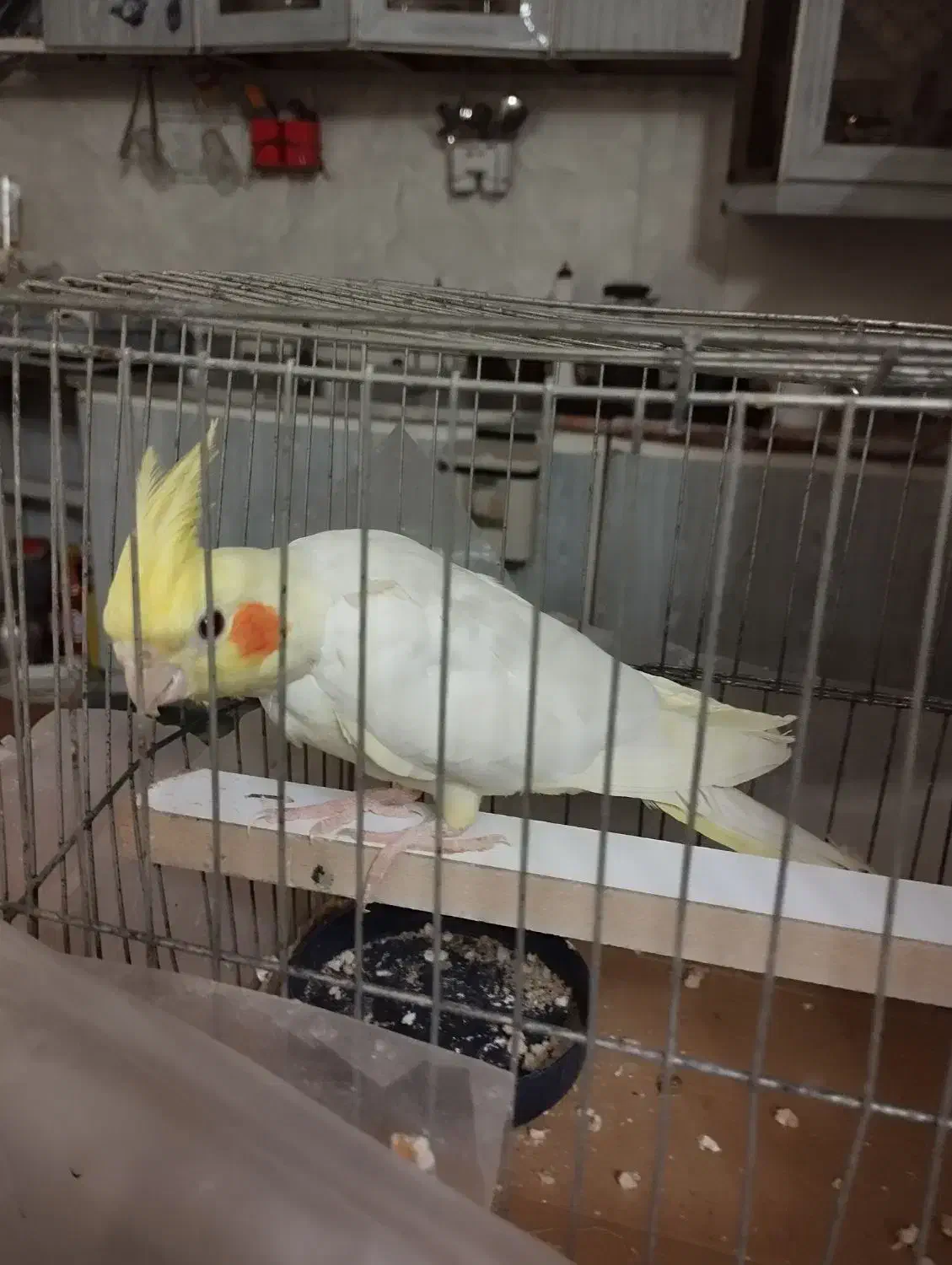 عروس هلندی یک نر یک ماده و یکی چهار ماهه|پرنده|گمیشان, |دیوار