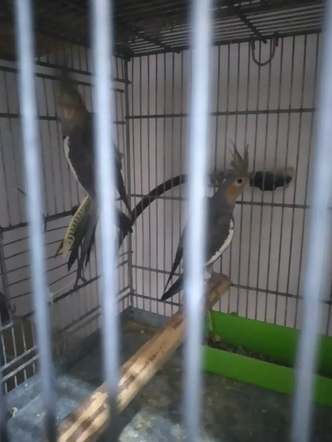 عروس هلندی|پرنده|برخوار, |دیوار