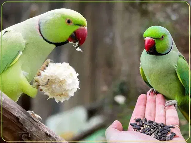 پرنده ملنگو|پرنده|املش, |دیوار