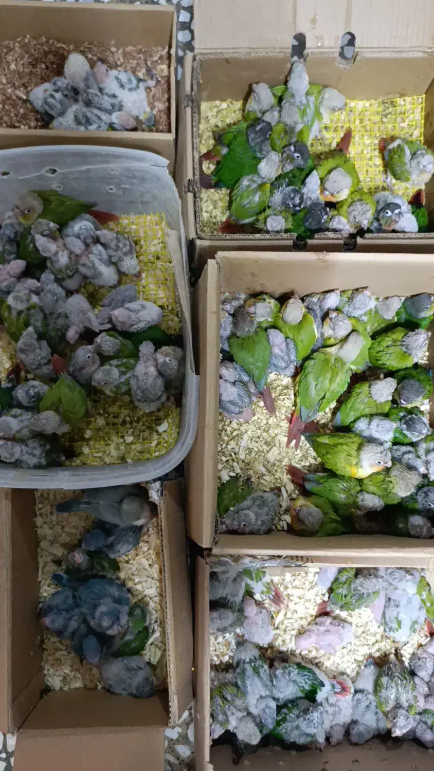 کواکر راهب گرین تعداد|پرنده|اصفهان, عطار نیشابوری|دیوار