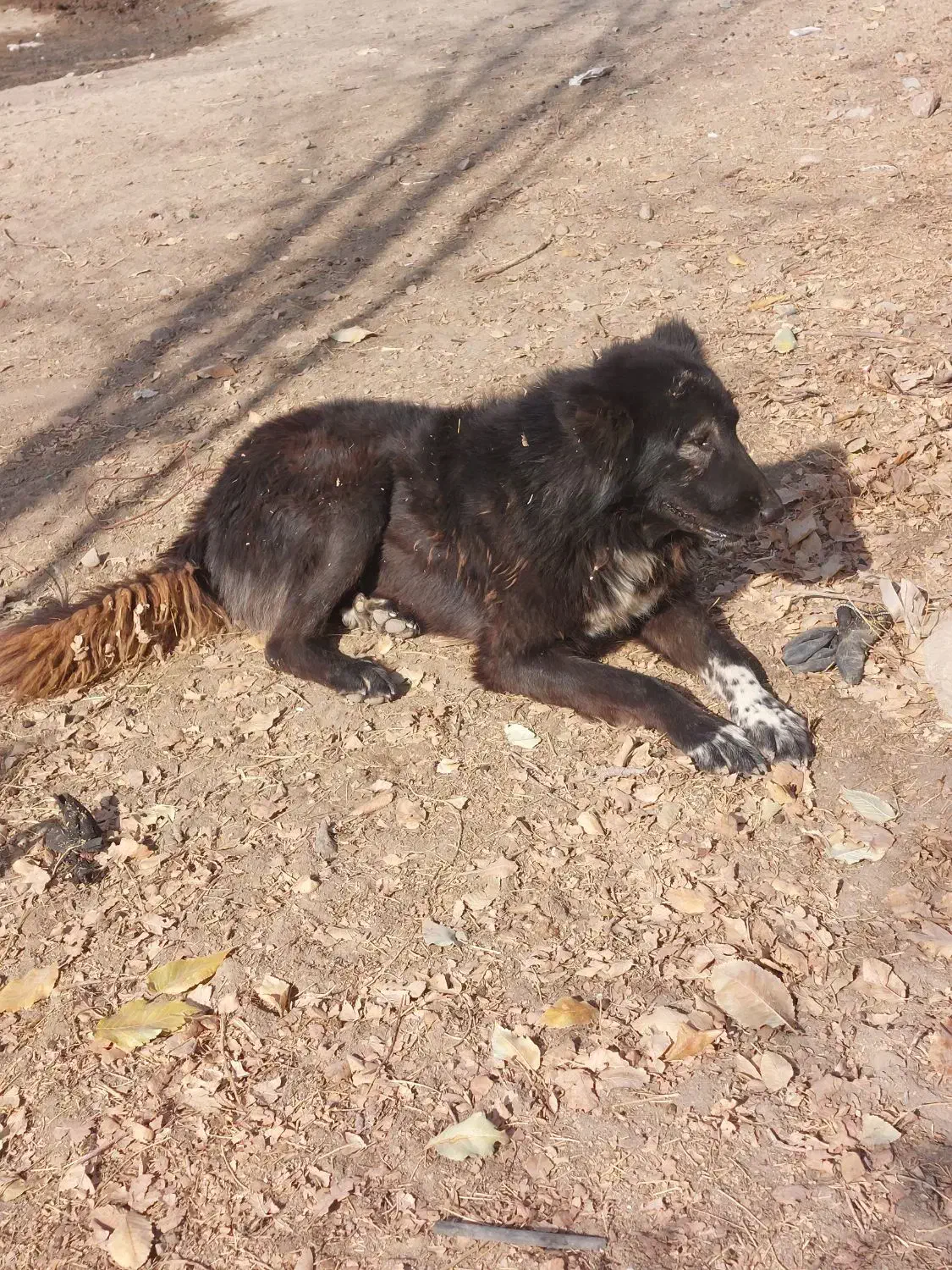 سگ قهدریجانی|سگ|چهاردولی, |دیوار