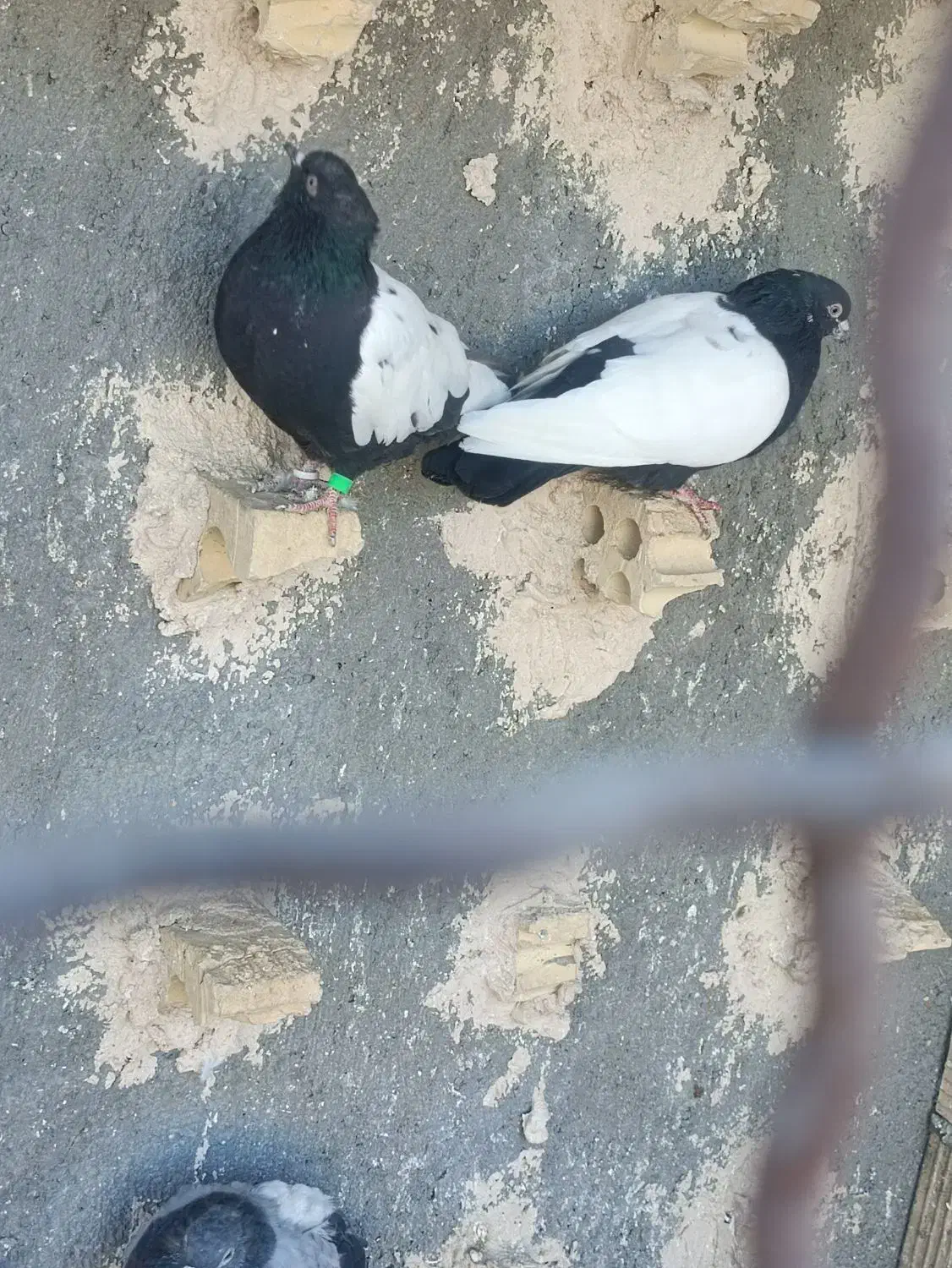 کفتر صید|پرنده|مشهد, همت آباد|دیوار