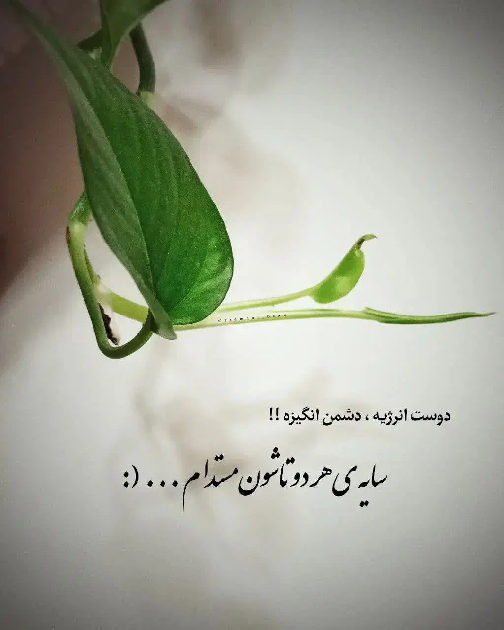 اعتمادداشتن|فعالیت داوطلبانه تحقیقاتی|اصفهان, خانه اصفهان|دیوار