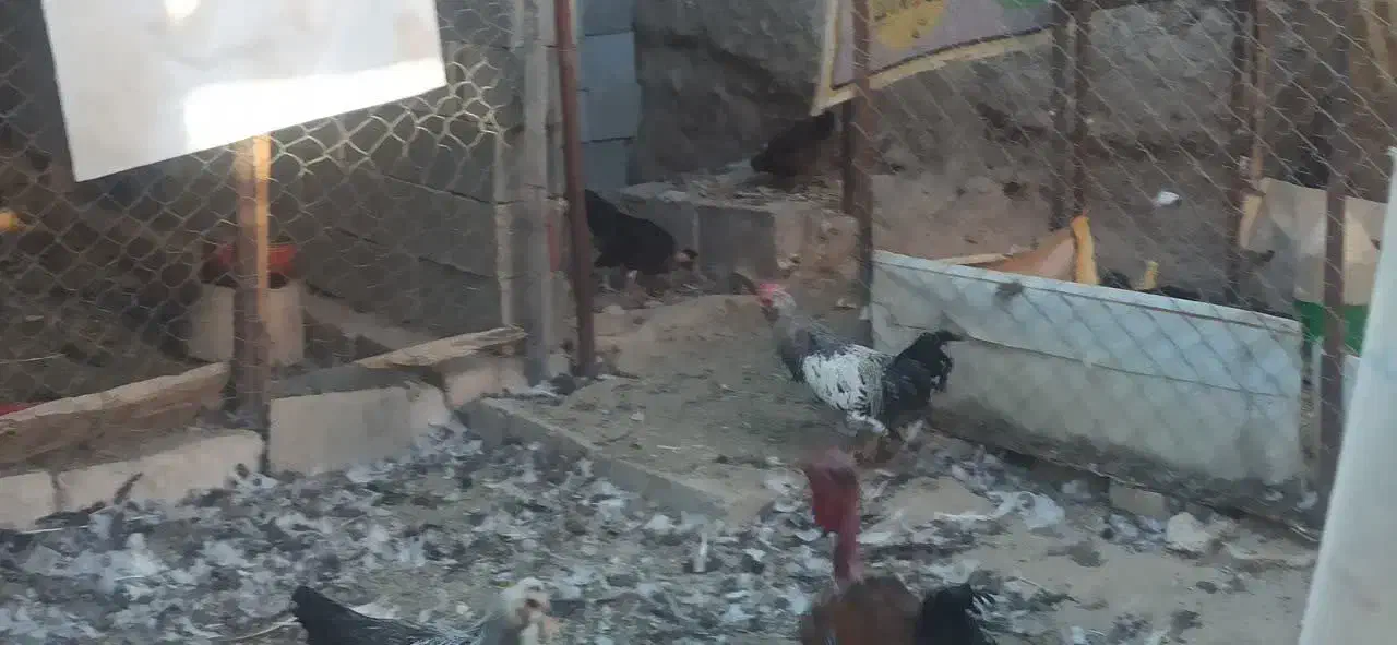 مرغ و خروس فروشی|پرنده|دهق, |دیوار