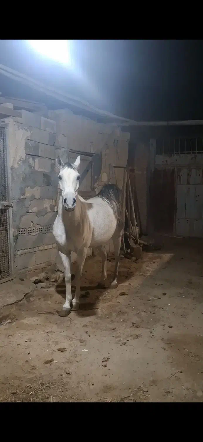 مادیان کرد|اسب و تجهیزات اسب‌سواری|خمینی‌شهر, |دیوار