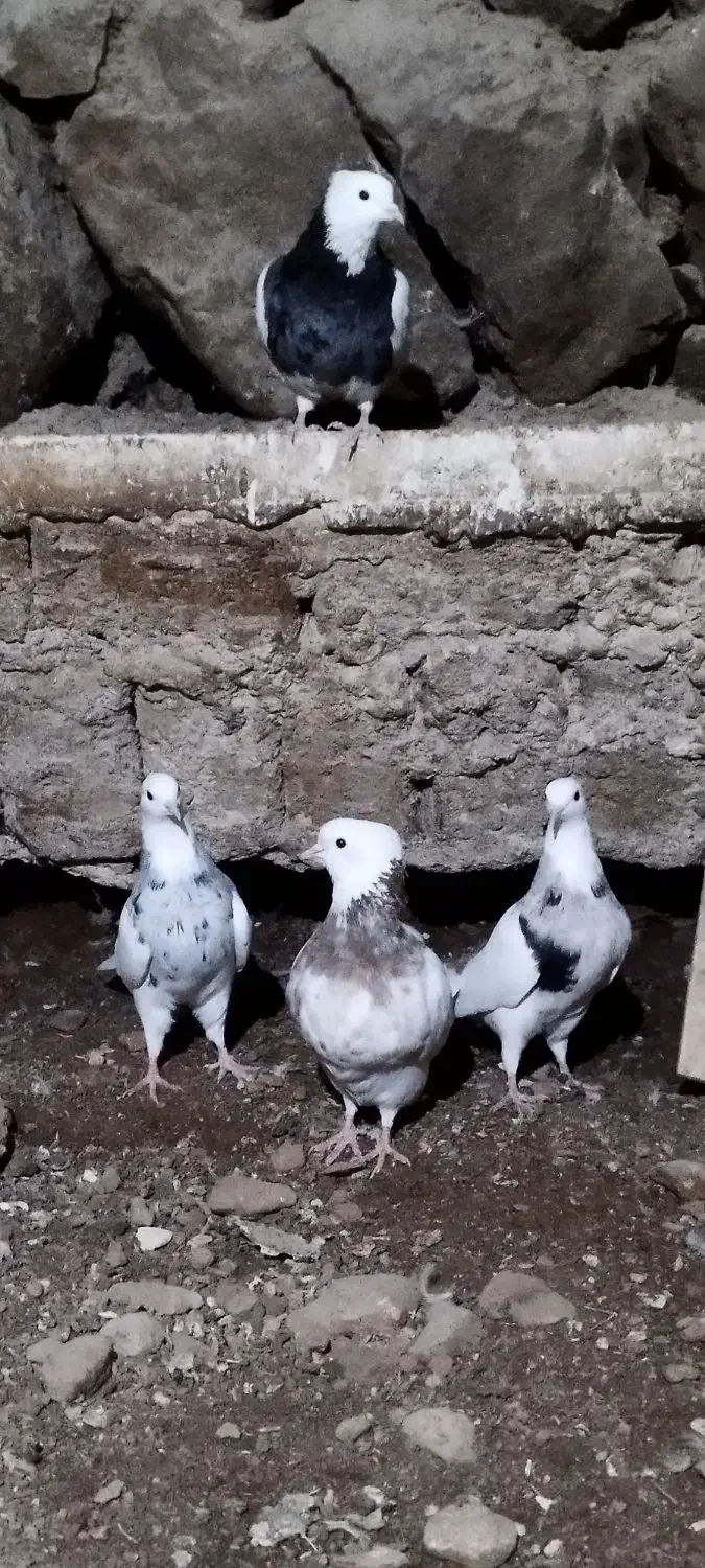 طوقی|پرنده|کاکاوند, |دیوار