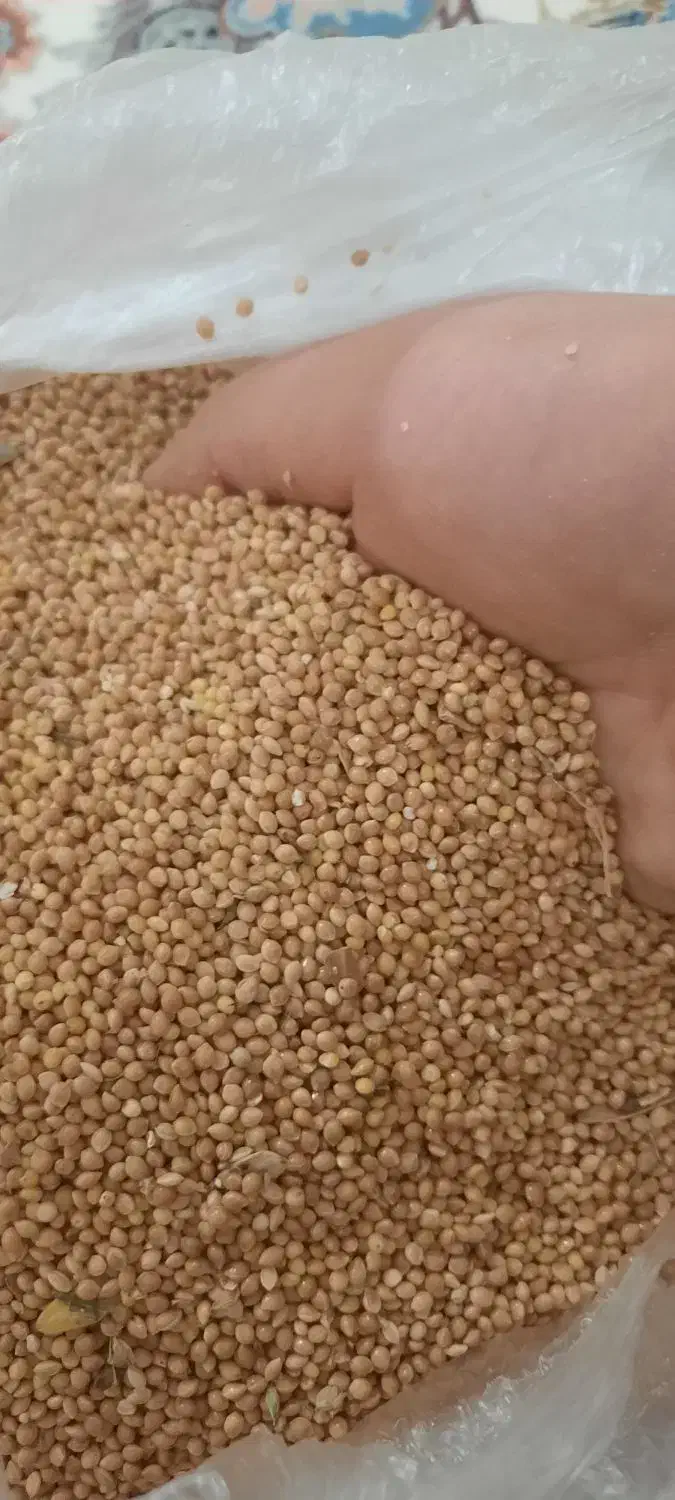 ارزن|لوازم جانبی حیوانات|سبزوار, ایزی شهر|دیوار