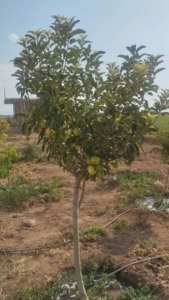 فروش باغچه در خسرو آباد|فروش زمین و ملک کلنگی|نظرآباد, خسروآباد|دیوار