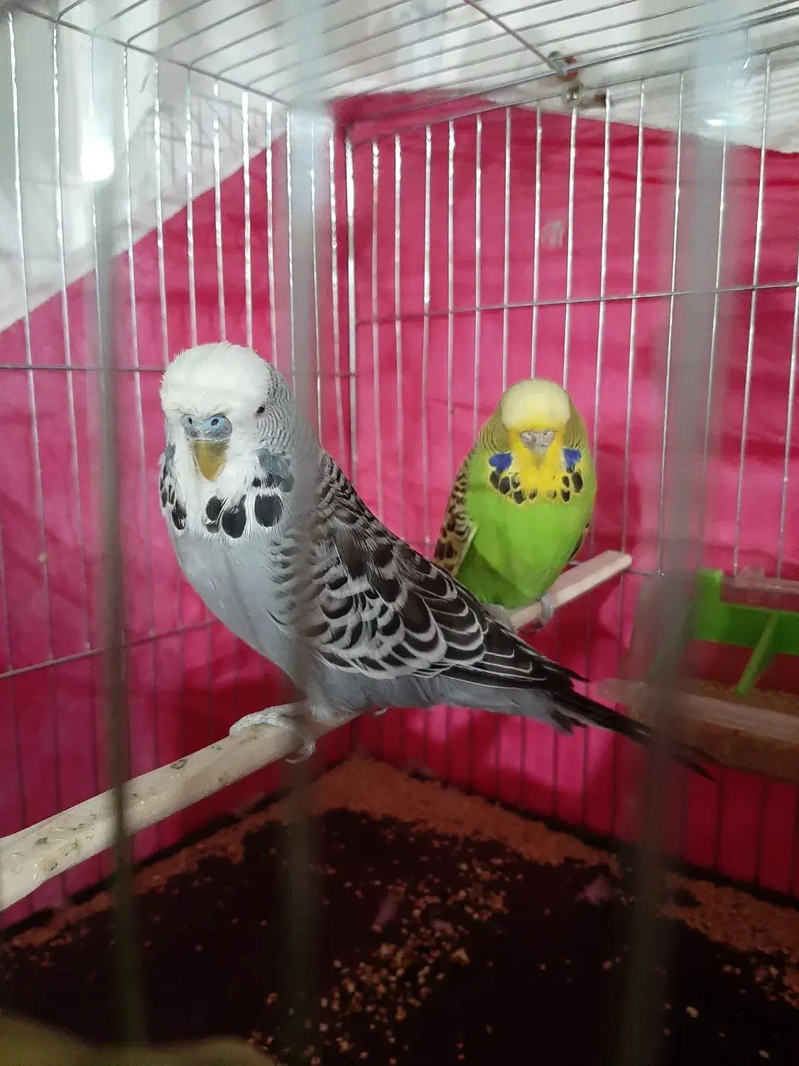 مرغ عشق انگلیسی گریدA|پرنده|شهرکرد, |دیوار