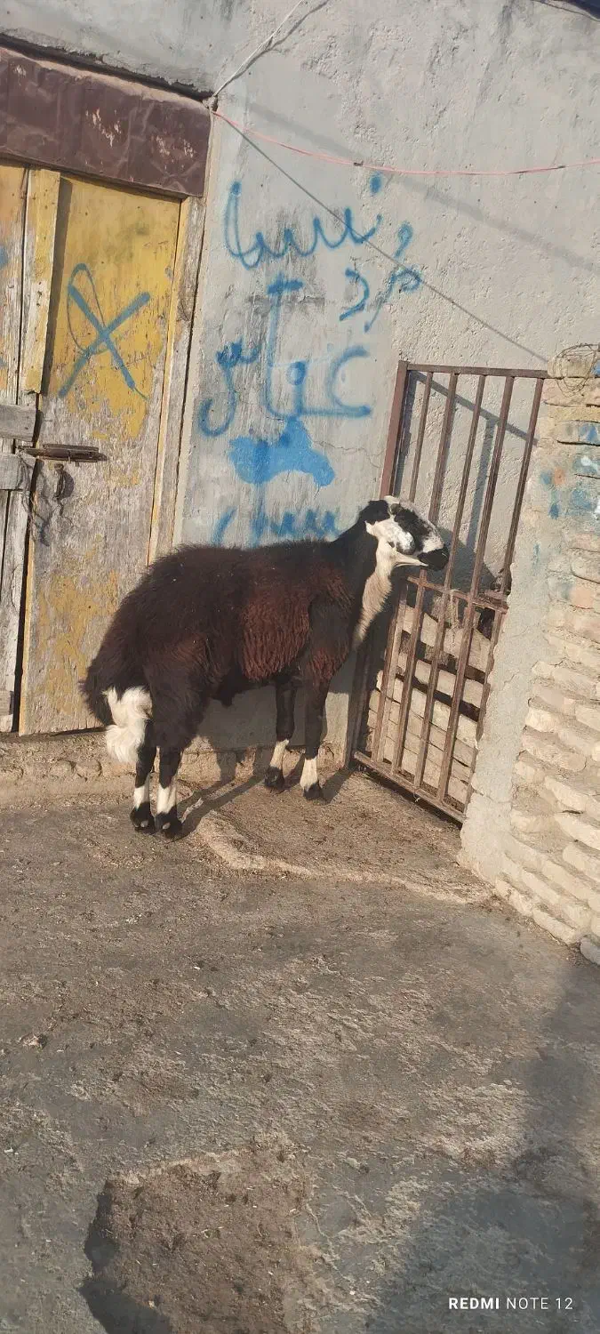 قوچ|حیوانات مزرعه|سیمین شهر, |دیوار