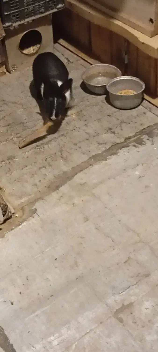 خرگوش|موش و خرگوش|سنندج, |دیوار