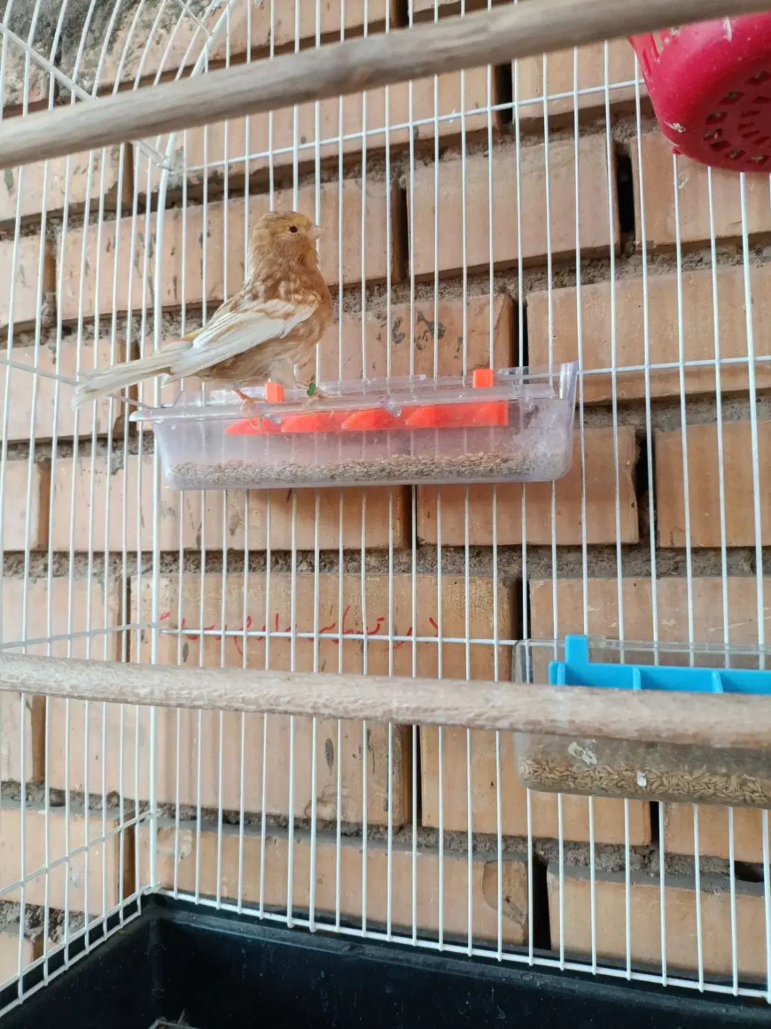 ماده قناری درجه یک آماده چشم شرابی|پرنده|گتوند, |دیوار