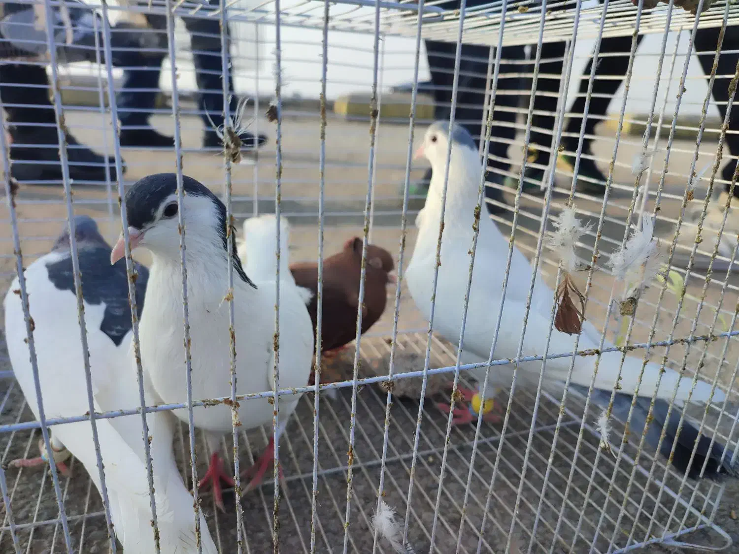 پرنده|پرنده|مشهد, حسین‌آباد|دیوار