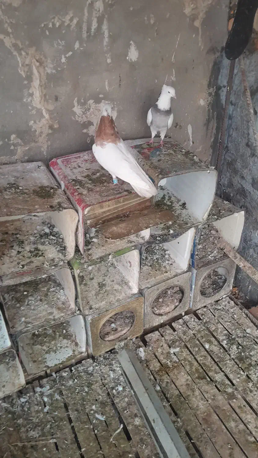 کبوتر طوقی|پرنده|خانمیرزا, |دیوار