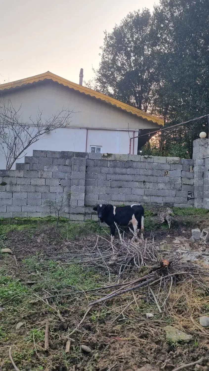 ورزاکوله صحرایی ۲عدد|حیوانات مزرعه|احمدسرگوراب, |دیوار