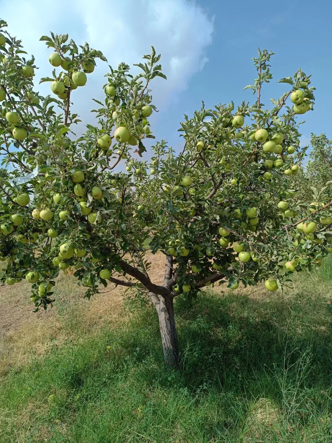 باغ 1000 متر|فروش دفتر صنعتی، کشاورزی، تجاری|اهر, |دیوار