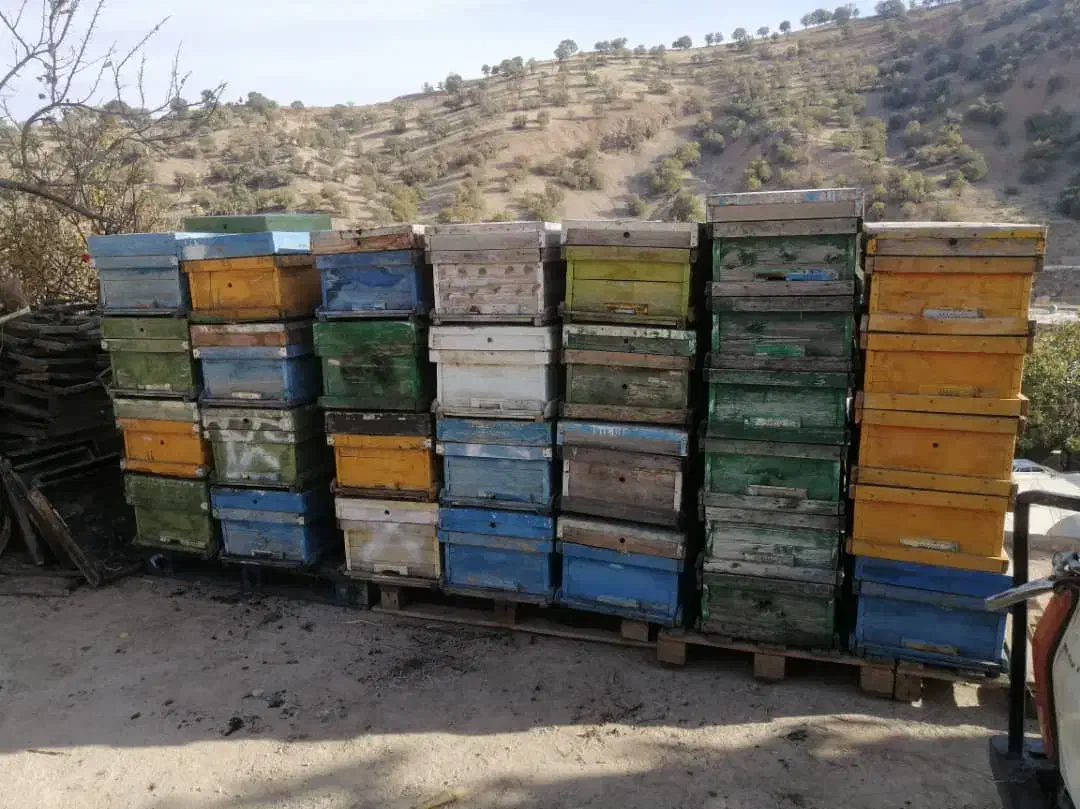 فروش تعدادی کندو زنبور عسل|عمدهفروشی|یاسوج, |دیوار