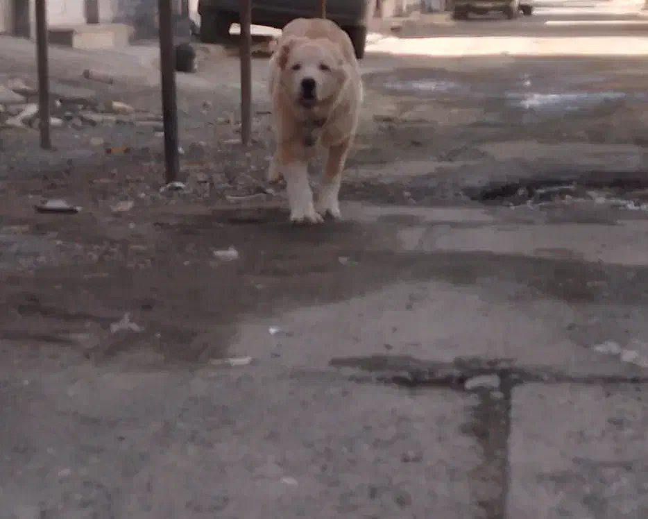 سگ سرابی پوزه خرسی|سگ|کرمانشاه, |دیوار