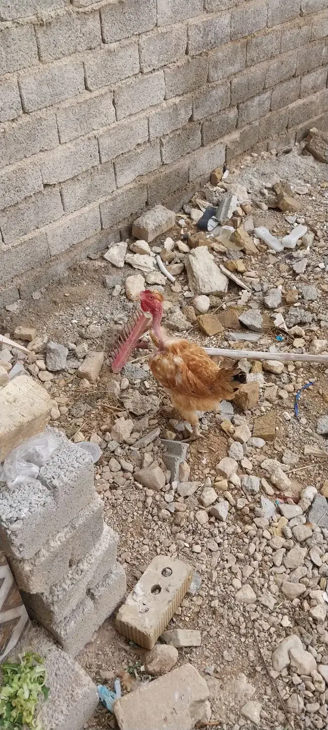 مرغ محلی در فیروزاباد|حیوانات مزرعه|فیروزآباد (فارس), |دیوار