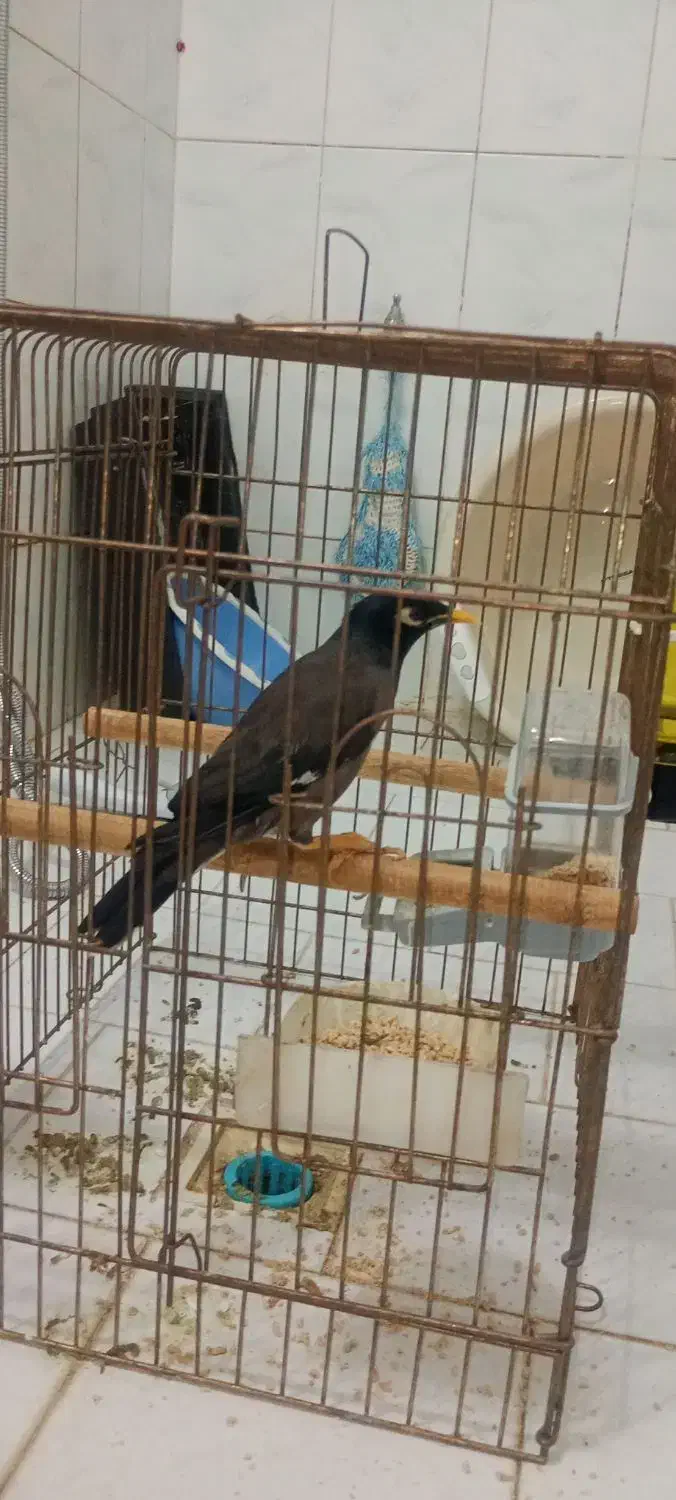 مینا خوشکل|پرنده|قم, سراجه (۱۵ خرداد)|دیوار