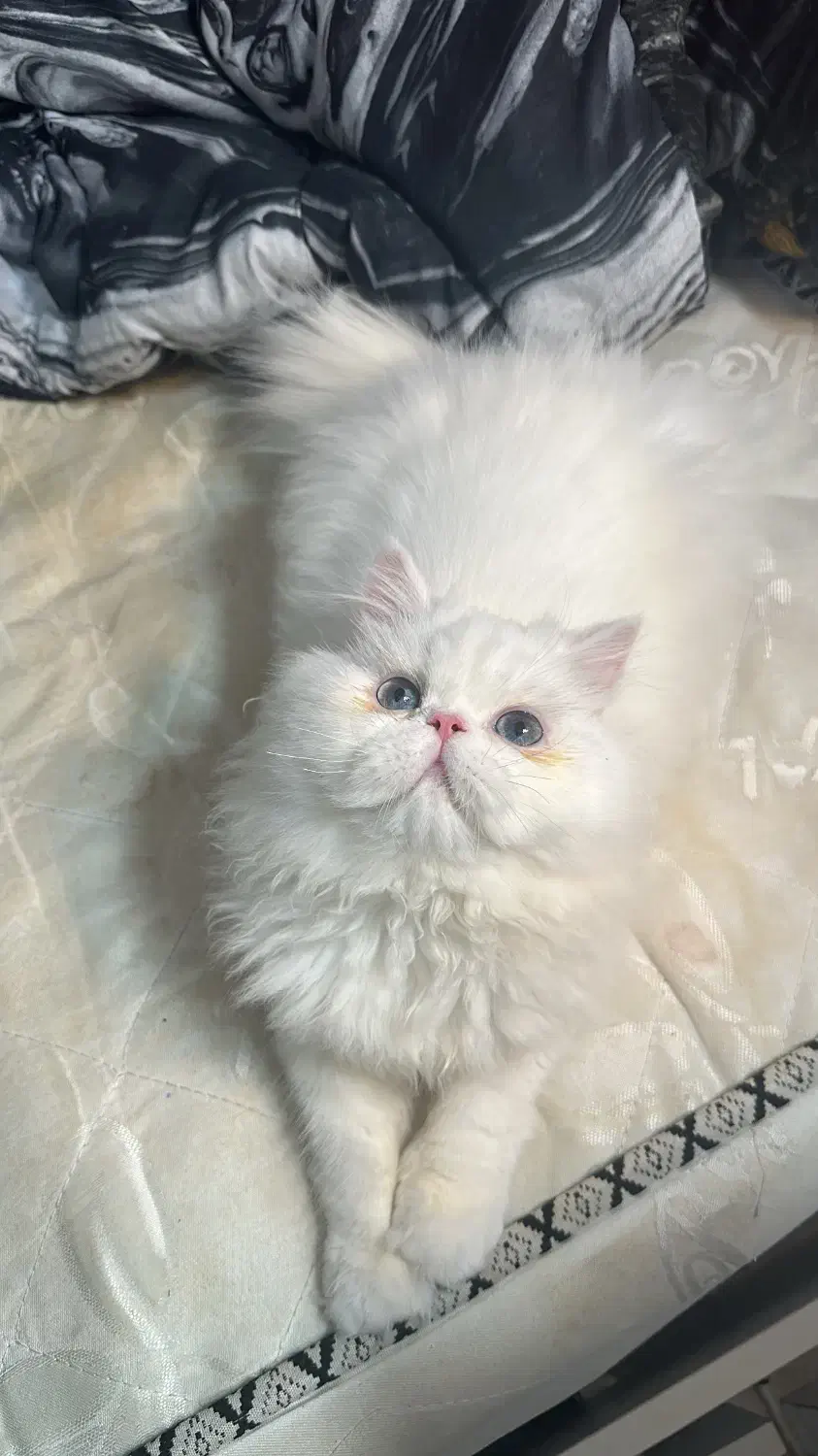 گربه نر|گربه|رشت, نظری|دیوار