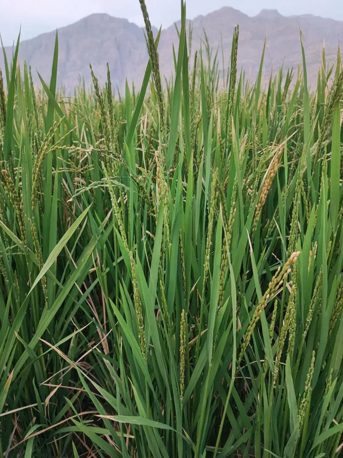 اجاره زمین کشاورزی رامجرد|اجارهٔ دفتر صنعتی، کشاورزی، تجاری|درودزن, |دیوار