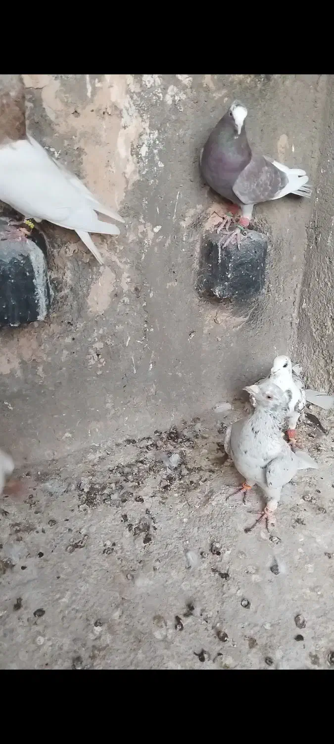 ۱۱ تا دونه ۲۰۰ دوتا هفت رنگ کاکولی ۸۰۰|پرنده|خوشاب, |دیوار