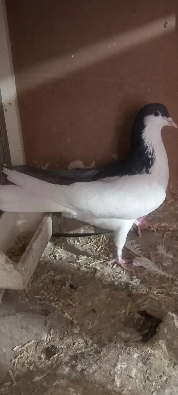 یه جفت چپ|پرنده|بوئین زهرا, |دیوار