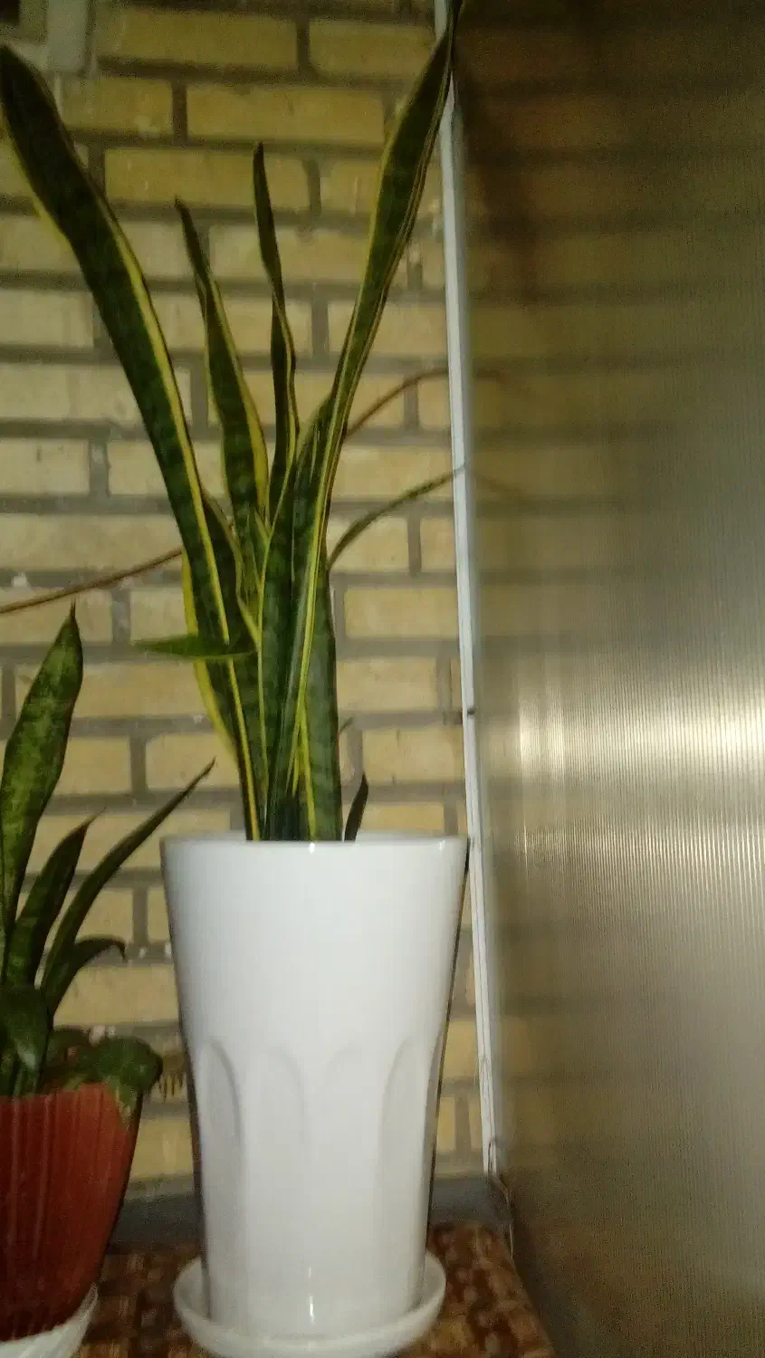 گل گیاه طبیعی|گل و گیاه طبیعی|قدس, شهر‌قدس|دیوار