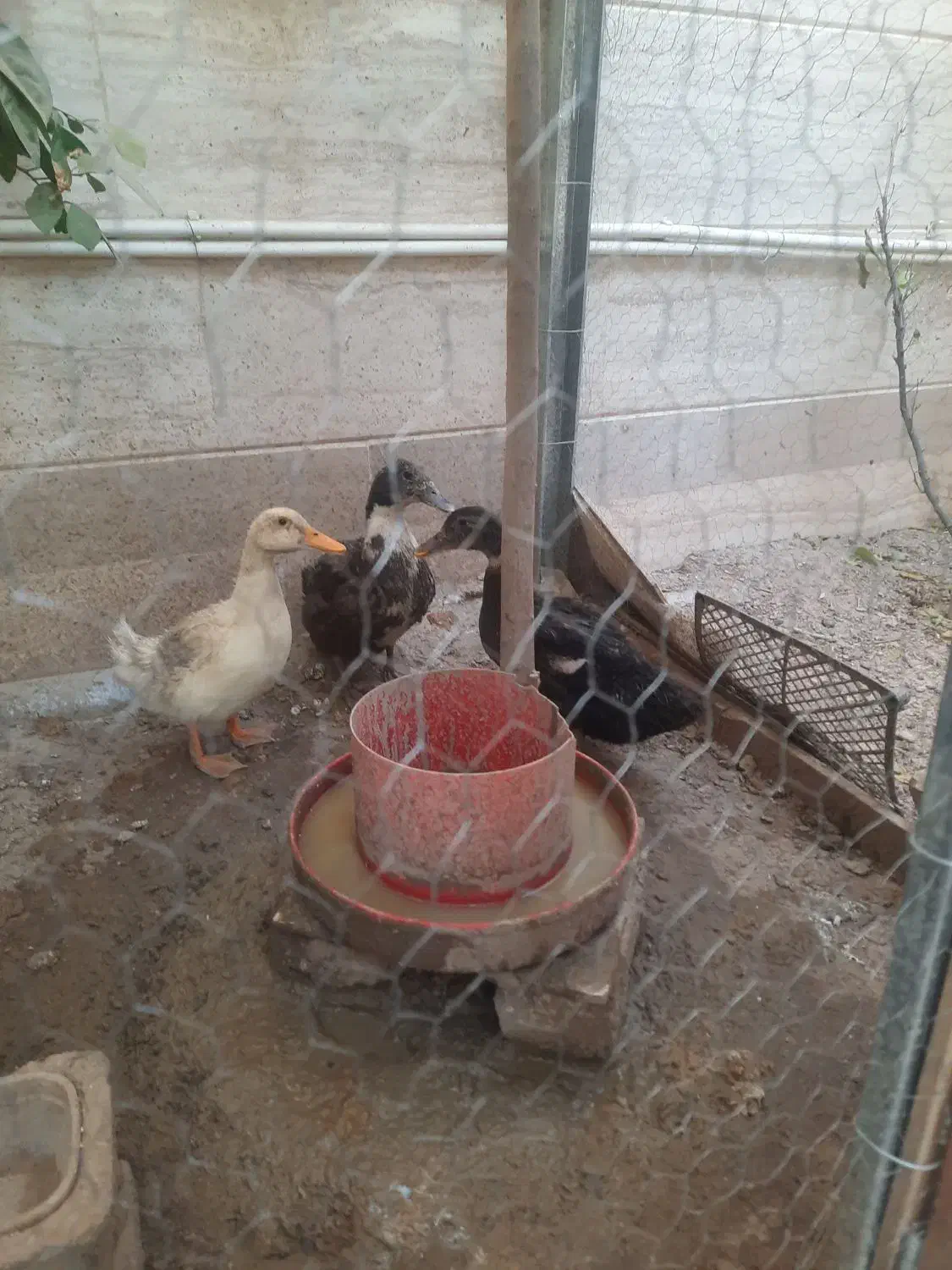 اوردک محلی|حیوانات مزرعه|خمینیشهر, |دیوار