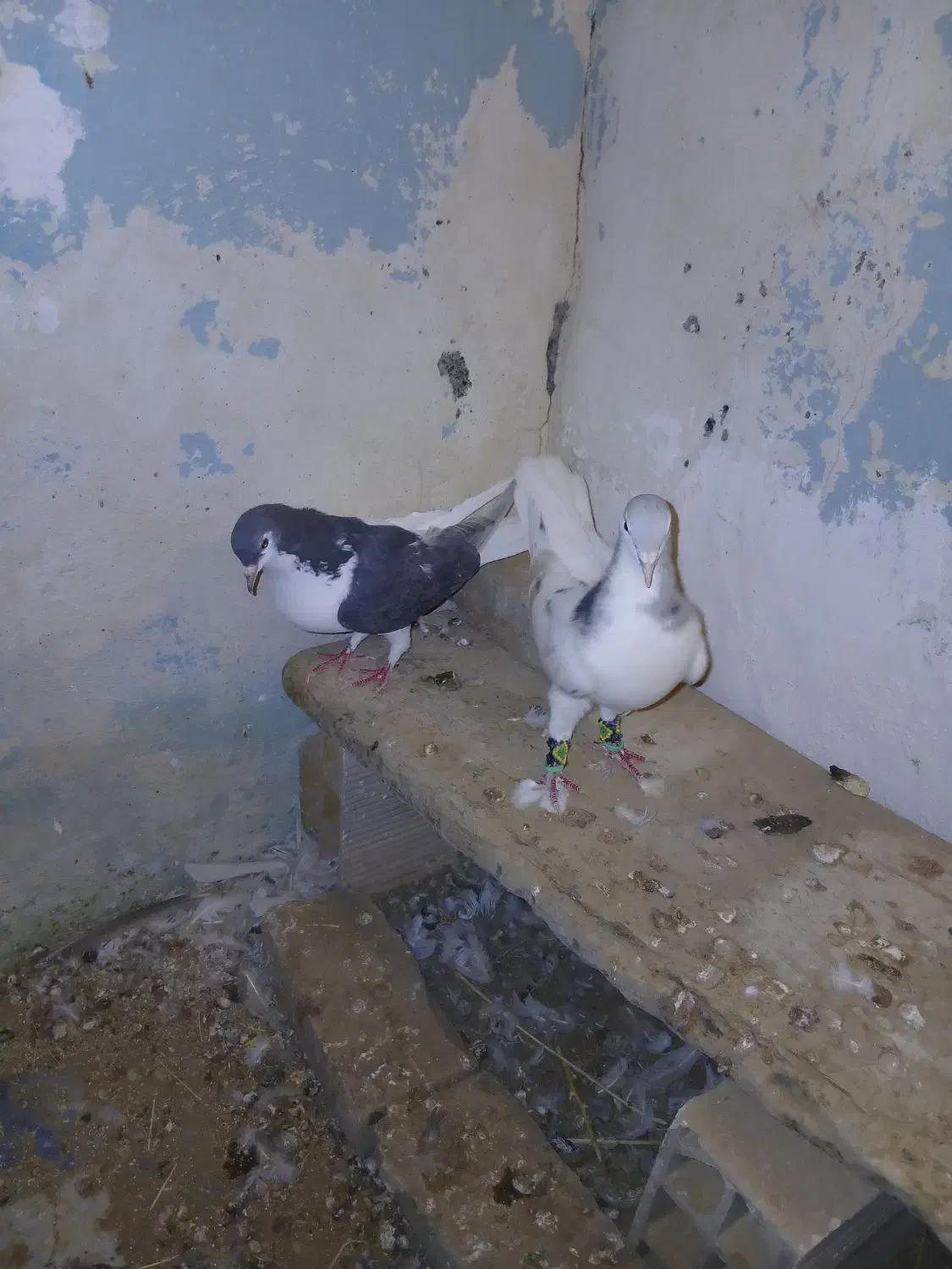 صده هفرنگ|پرنده|سبزوار, شرق کال شمالی|دیوار