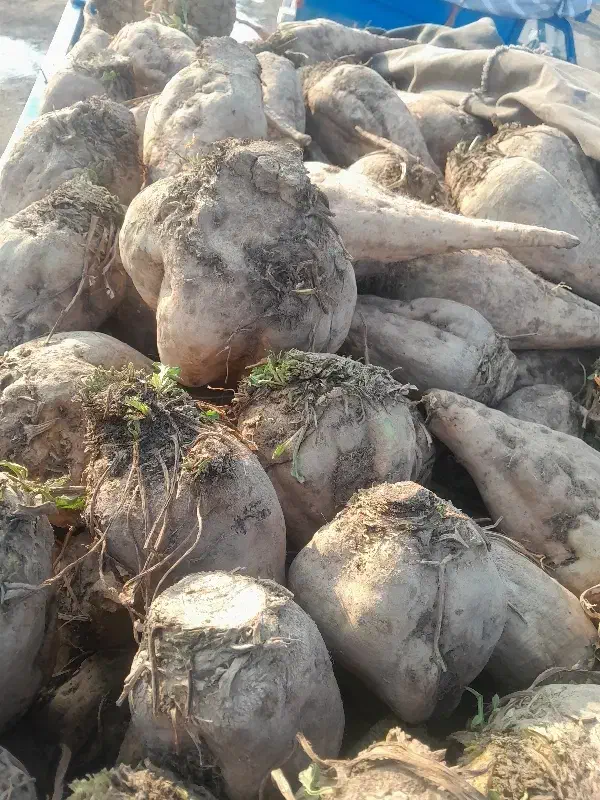 چغندر قند|لوازم جانبی حیوانات|نیشابور, مازول|دیوار