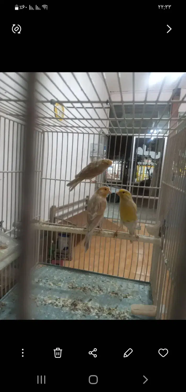 قناری اوپال|پرنده|خوی, |دیوار